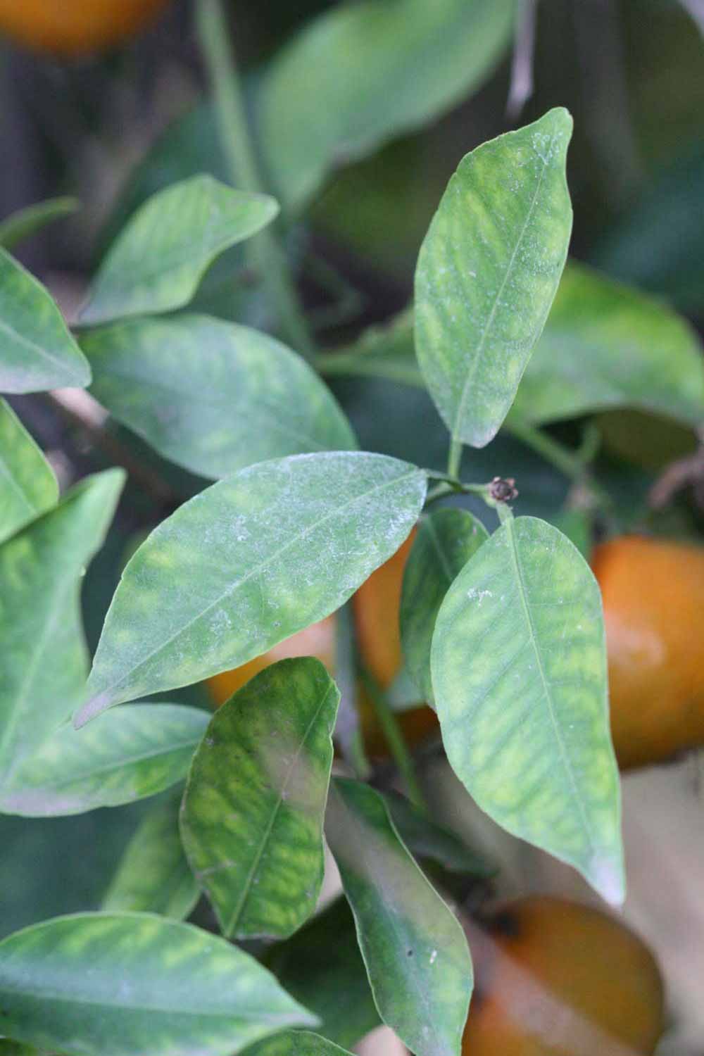            Shade leaves (Dancy Frost Nucellar, Riverside, CA)   